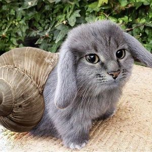 Meet your Posher, Lucien